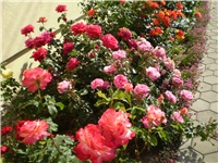 25bff675-Picture 2190.jpg